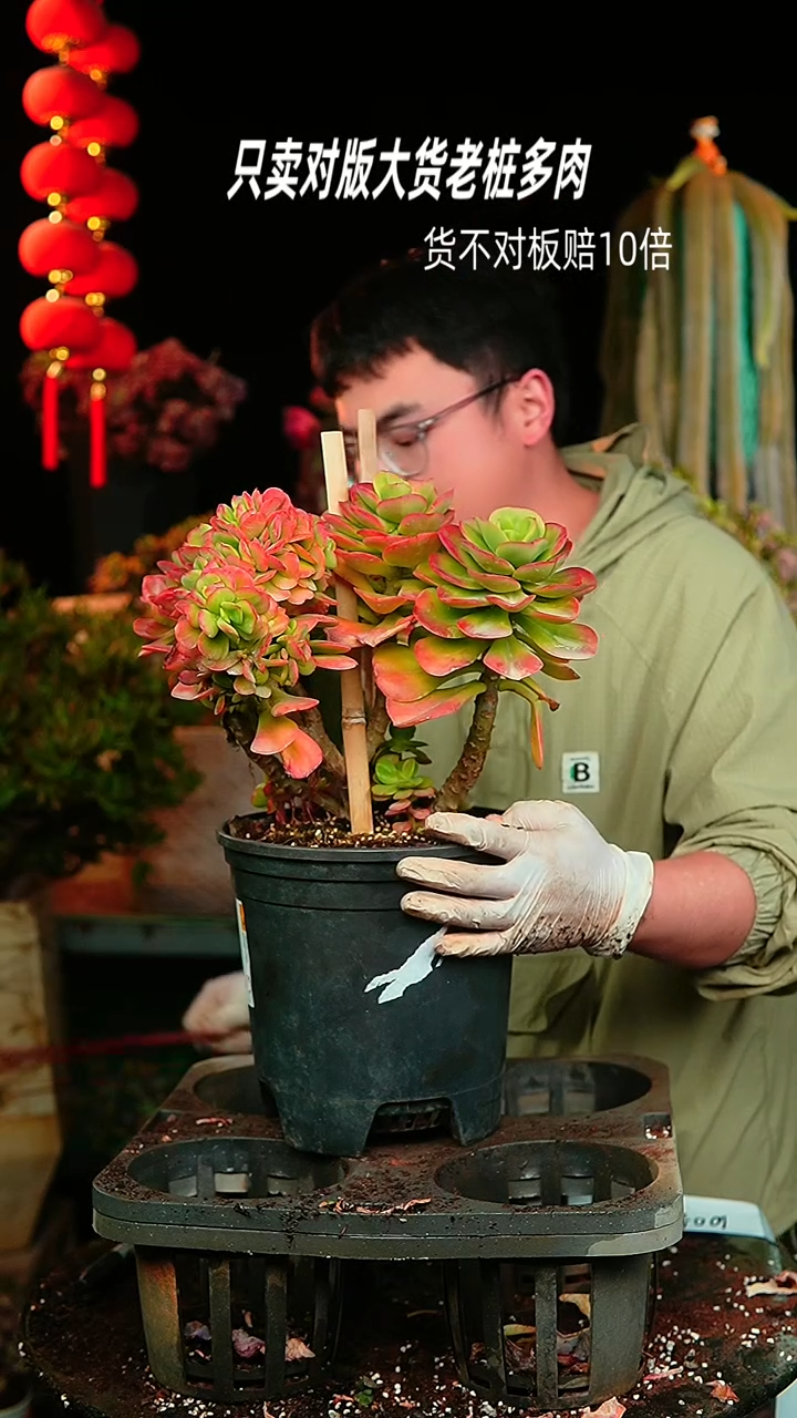 【闪购商品】99号红梅缀化