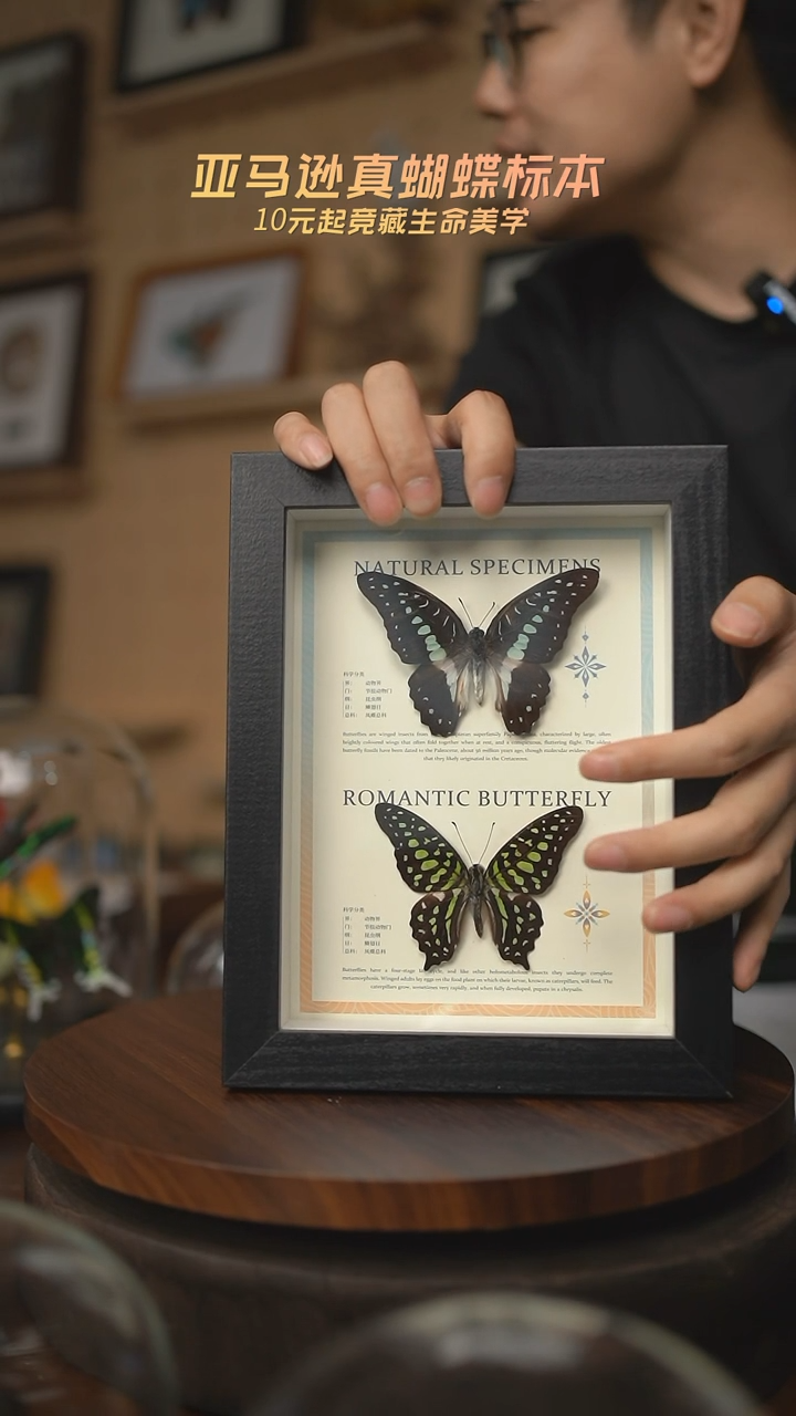 有机玻璃双蝶组合木兰青凤蝶统帅青凤蝶