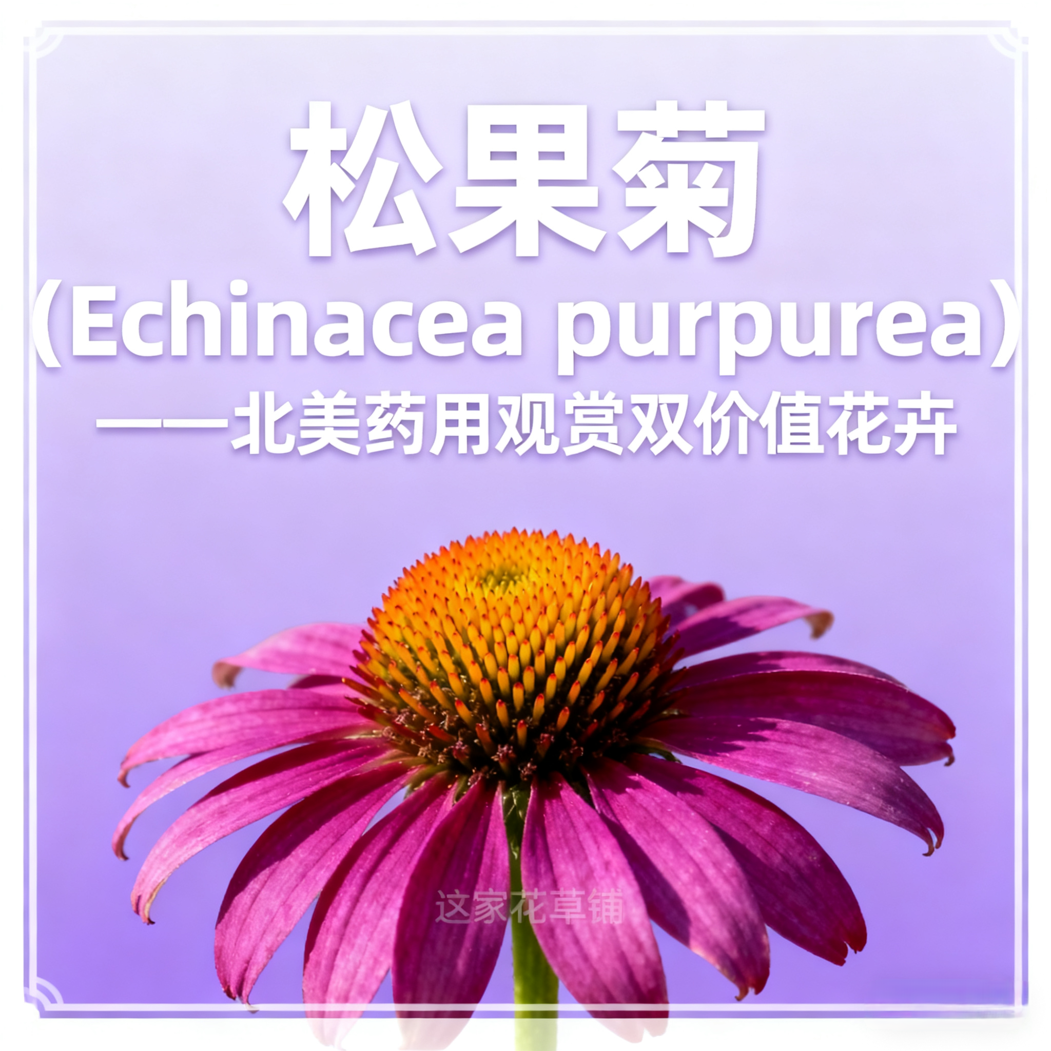 松果菊混色小苗 直播福利 5盆包邮 
