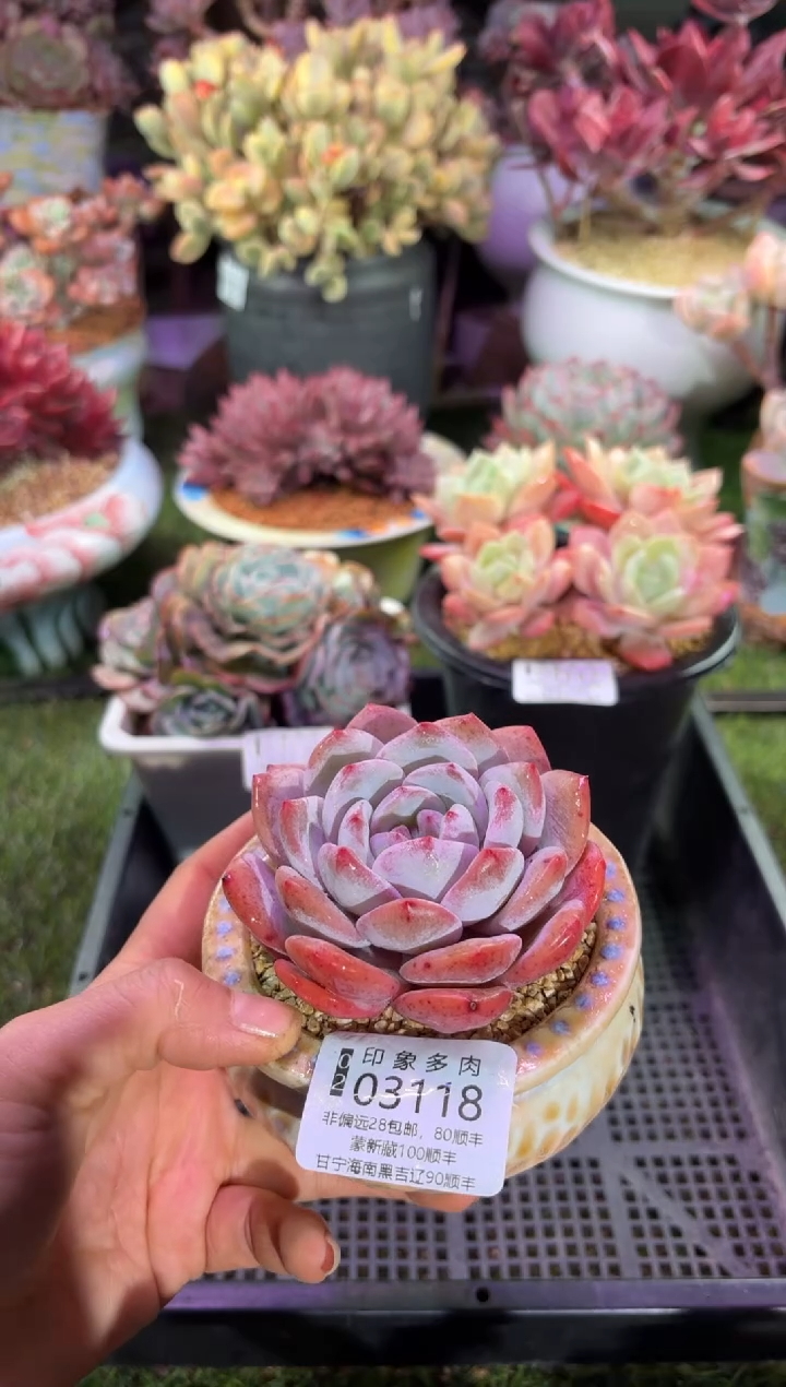 【闪购商品】03118