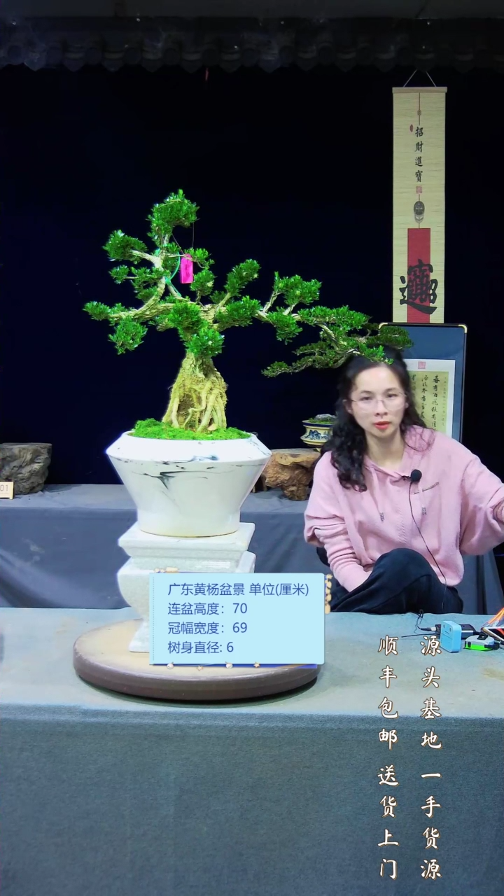 【闪购商品】黄杨盆景艺术黄杨盆景艺术