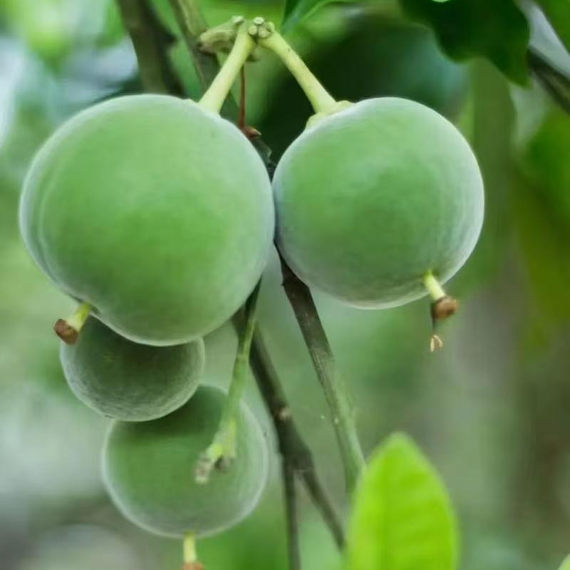 正宗化州橘红 500克通用链接