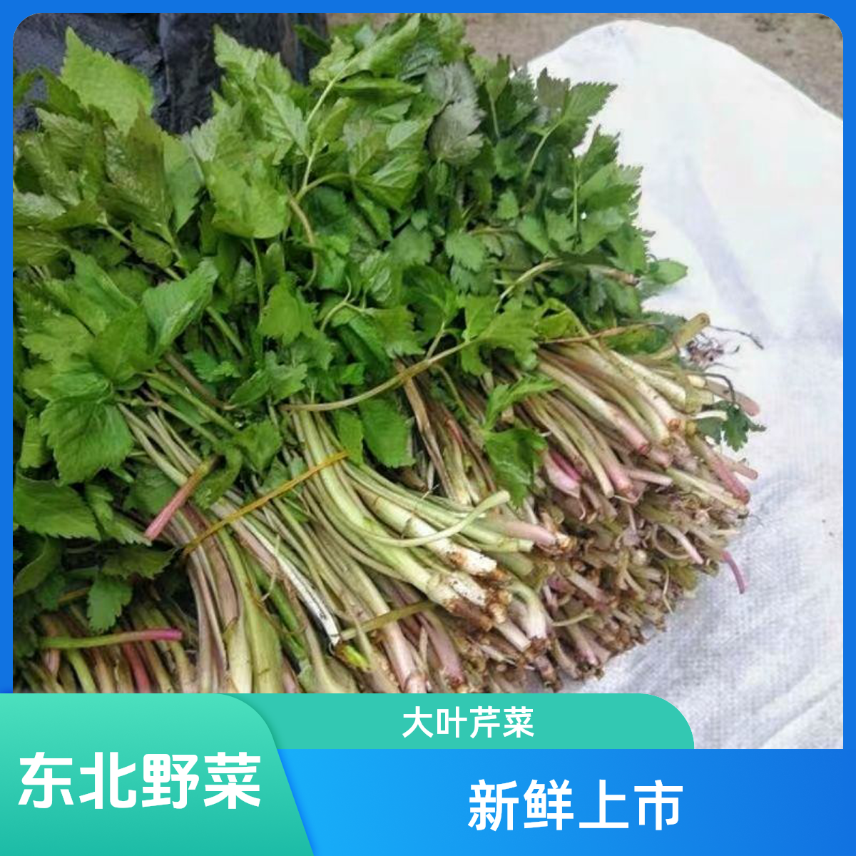 东北山野菜——大叶芹山芹菜1斤起包邮绿色蔬菜野菜
