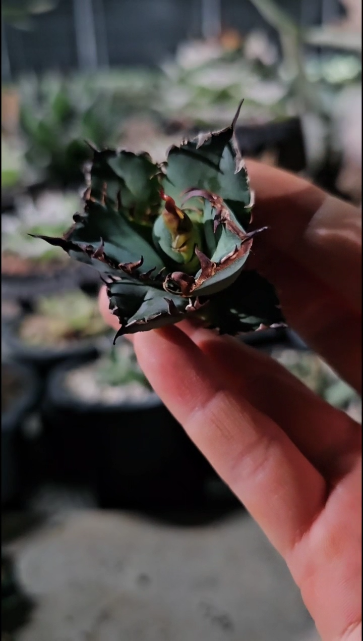 【绿肌籽播实生】顶芽 (直播特价 下播结束 基因保证非组培)