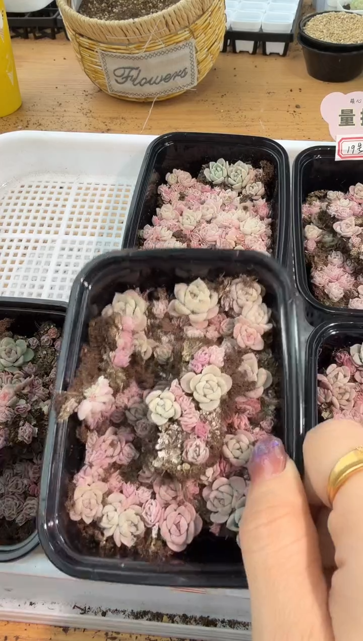 19号 切糕1盒 量拍混发
