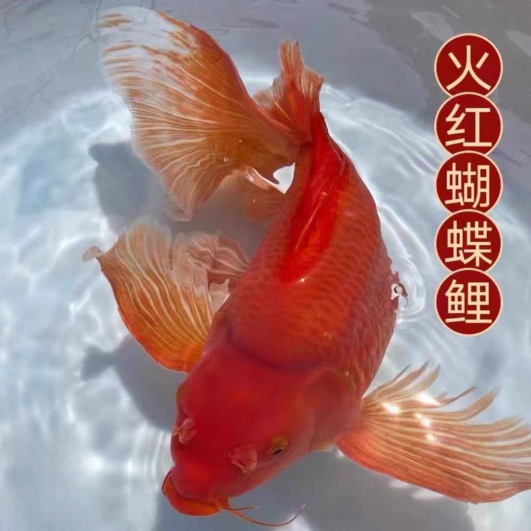 蝴蝶鲤鱼16-18精品繁殖 渔场养鱼小型饲养混养好养蝴蝶鲤观赏鱼