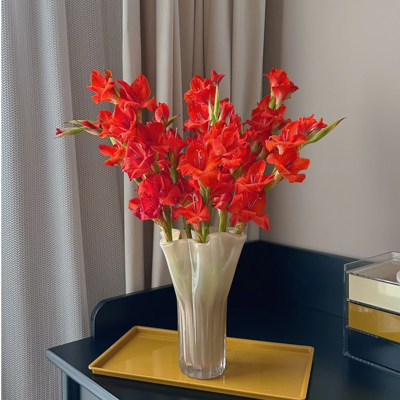 【花相拾】红蓝丝剑兰-顺丰包邮