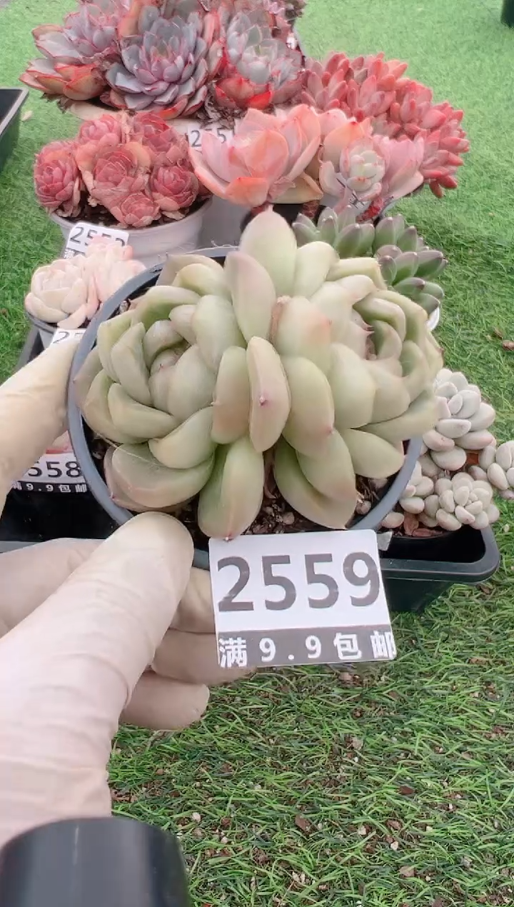 【闪购商品】信福多肉一物一拍