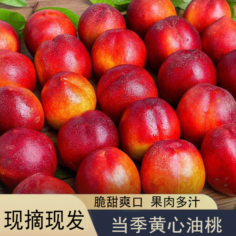 山西运城头茬黄肉麻点油桃现摘现发