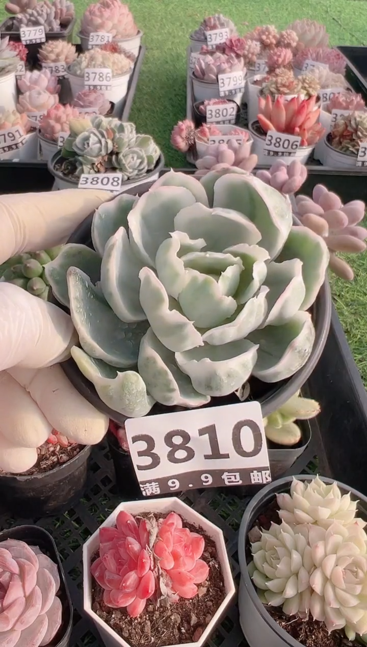 【闪购商品】信福多肉一物一拍