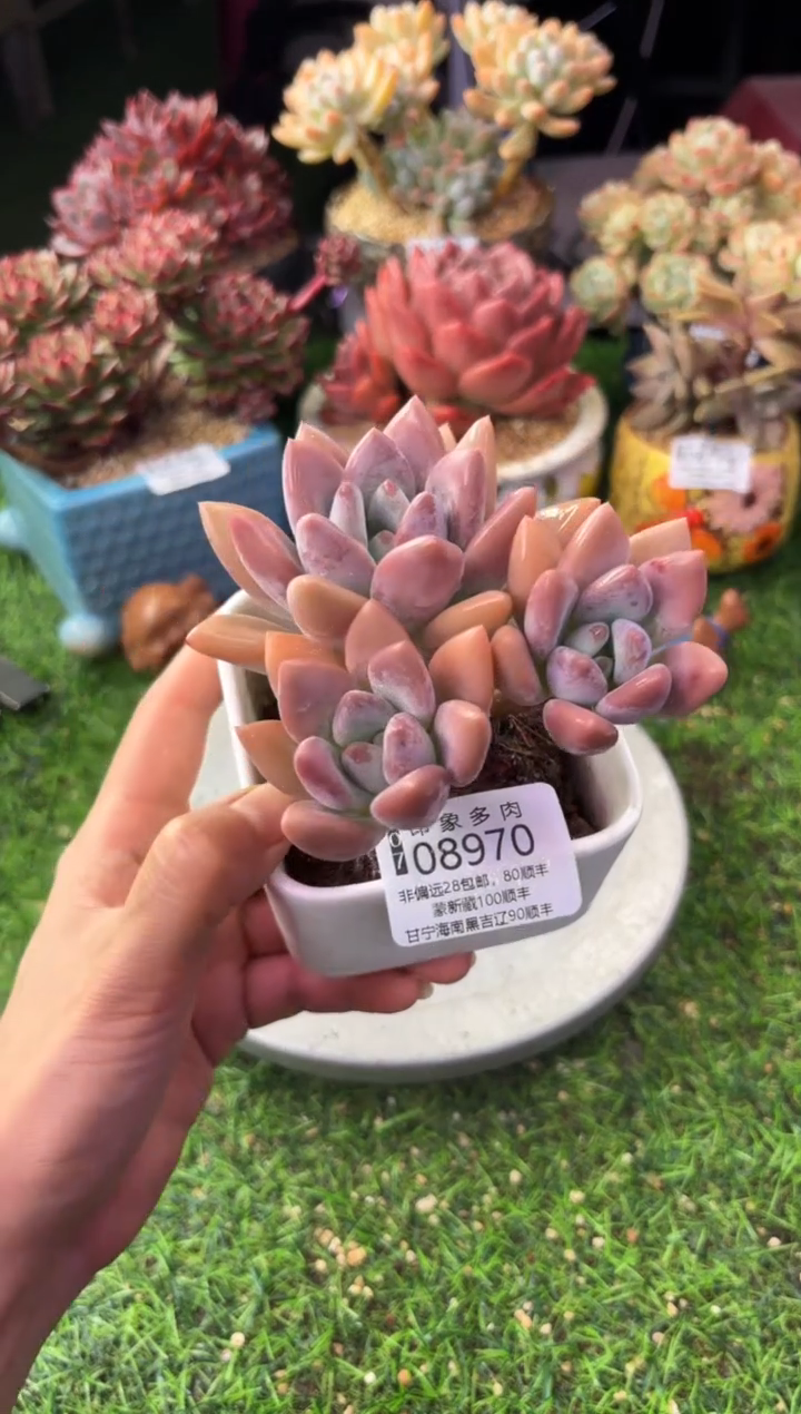 昆明印象多肉08970