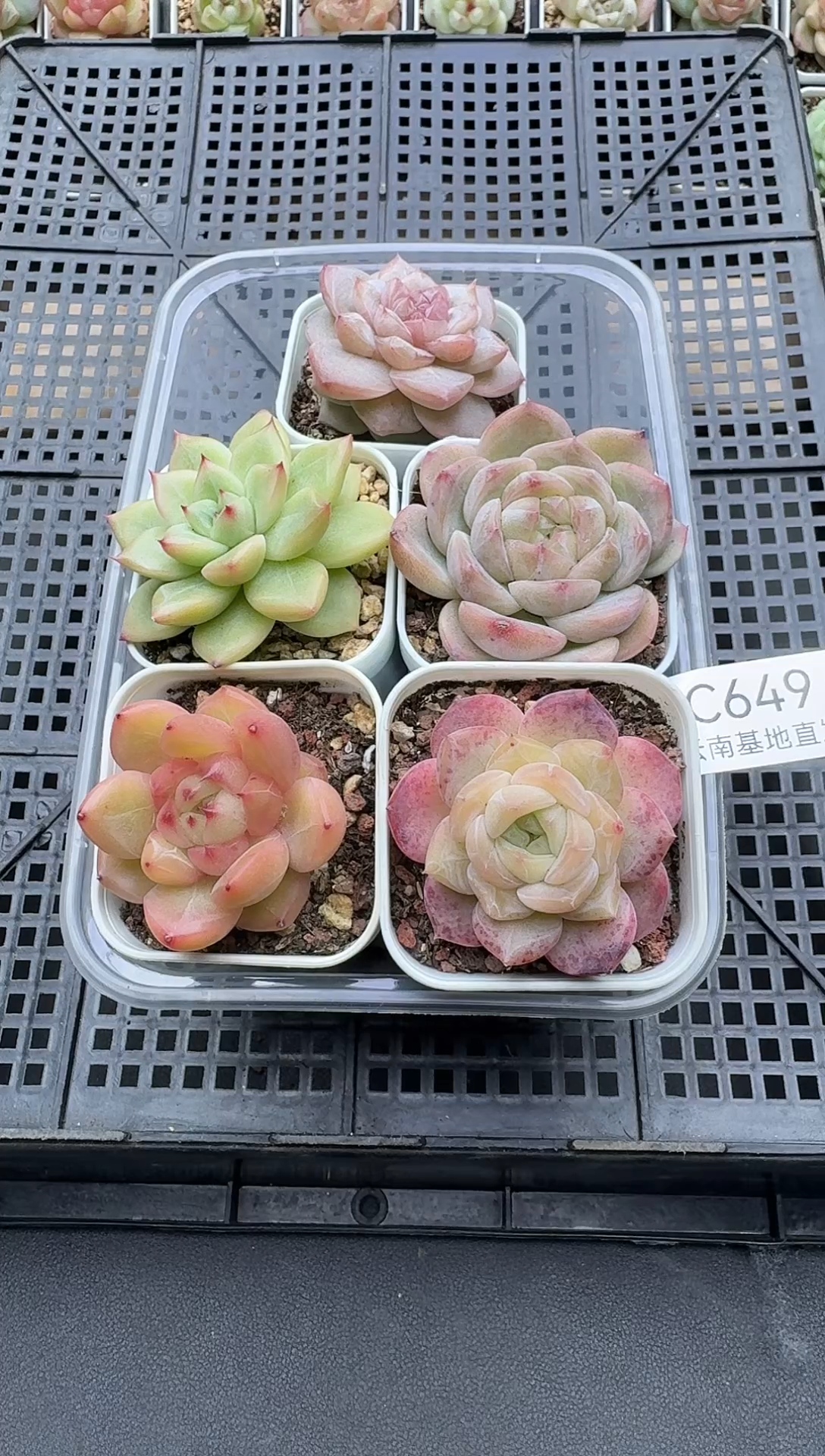 珍妮杂交多肉C649