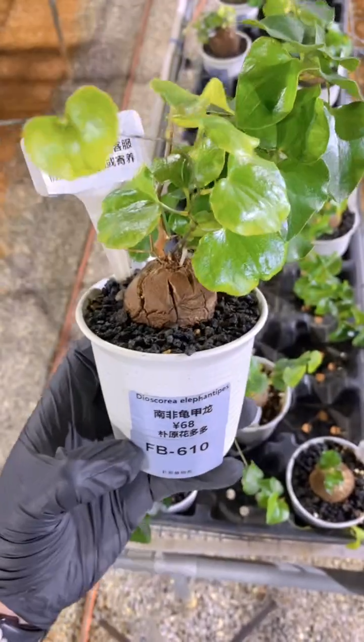 【闪购商品】南非龟甲龙FB-610