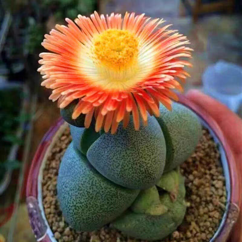 3颗小元宝多肉植物-以直播间展示为准