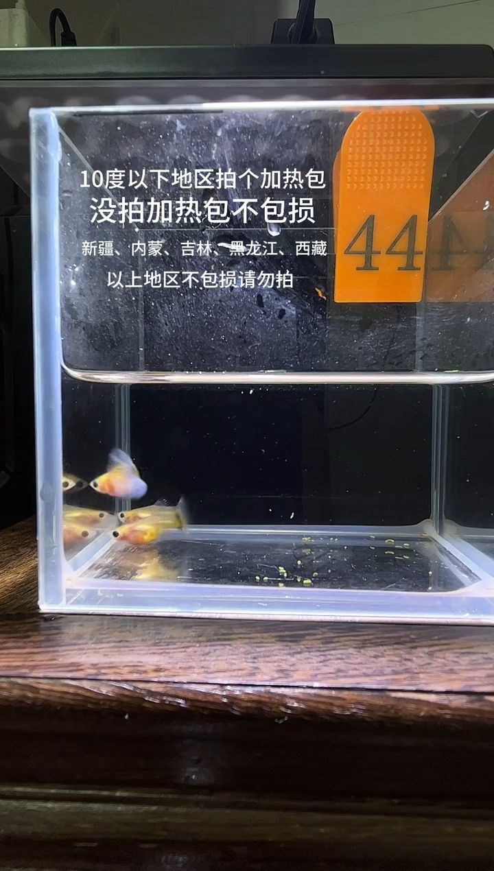 孔雀鱼黄肉蓝礼服玻璃猫普通体44