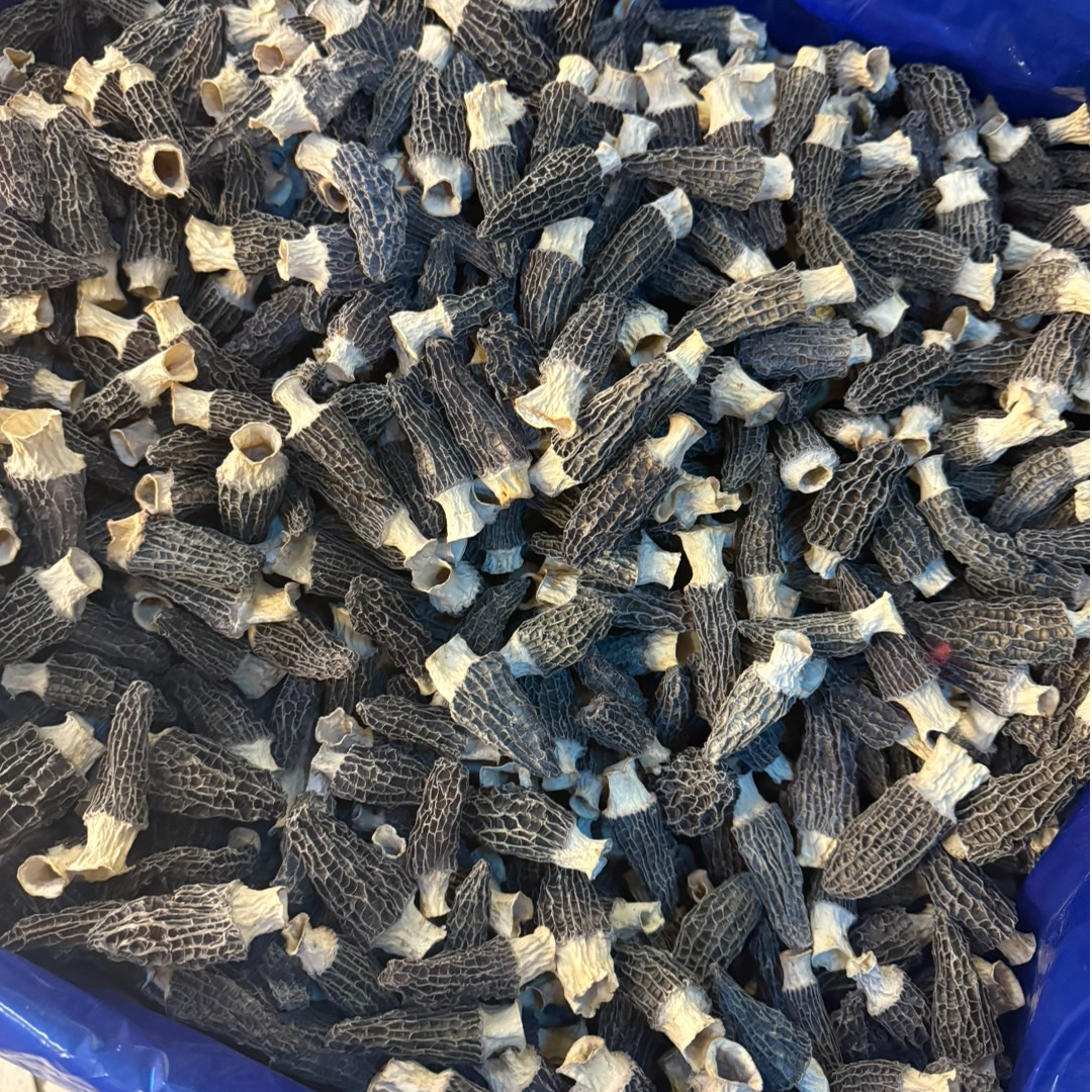 【炮姐精选】精选精品新鲜羊肚菌