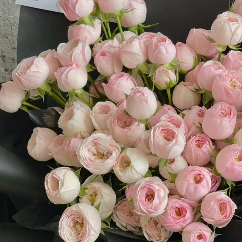 酷皮-玫瑰-家养鲜花云南基地直发-