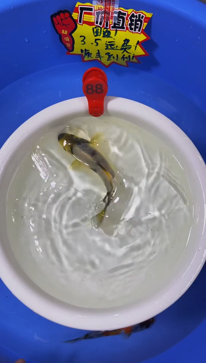 锦鲤活体二号链接