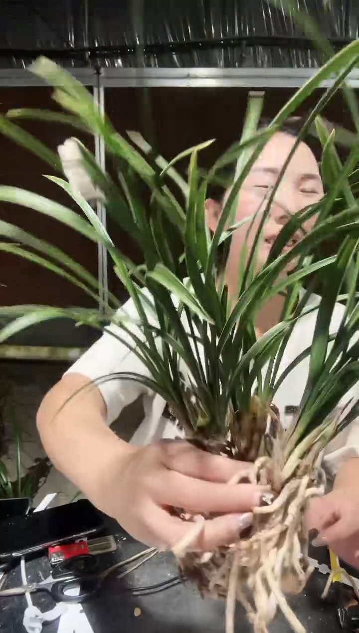 无花朵中华一品梅5苗带花苞