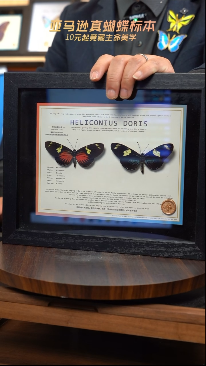 海神袖红蓝一对10寸横框