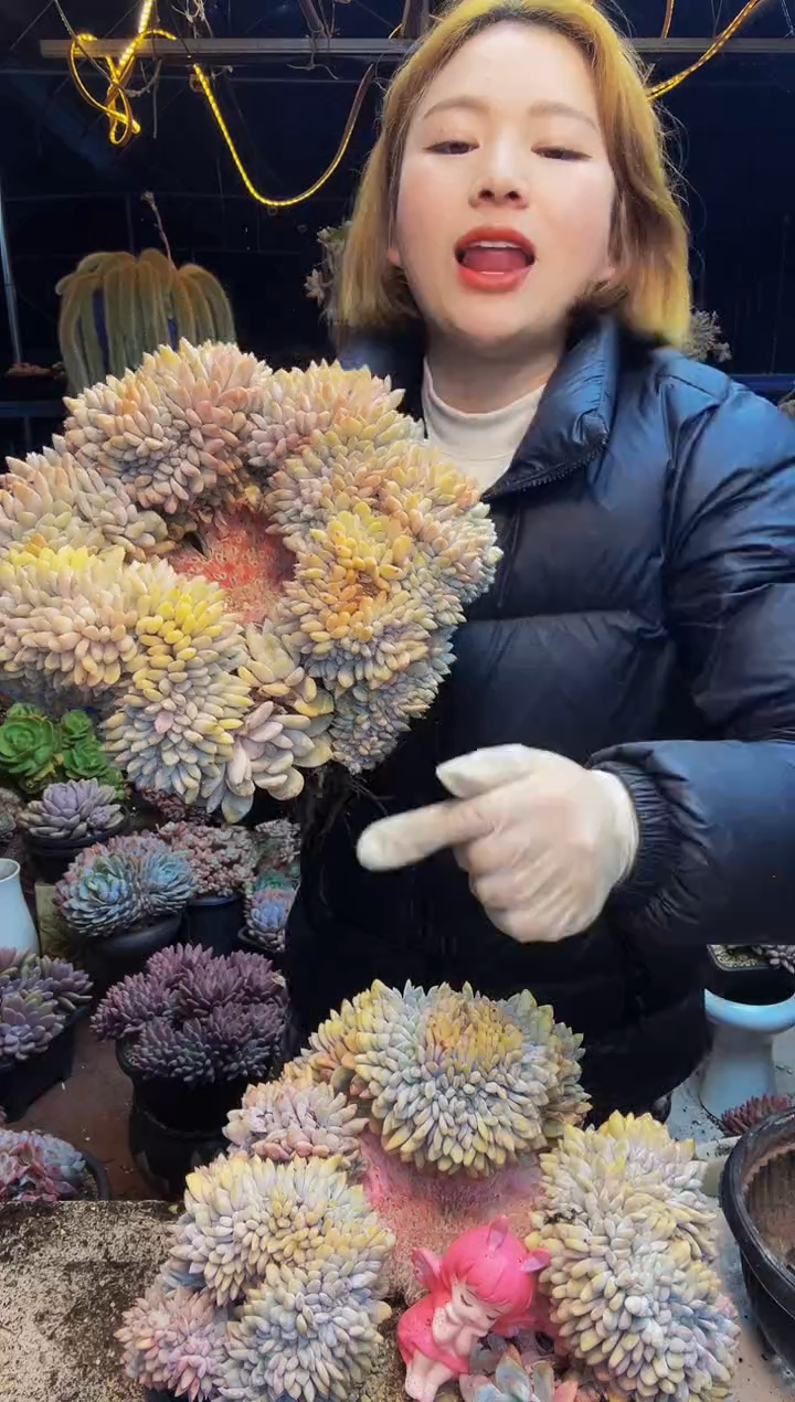 橙梦露大缀脱土包邮