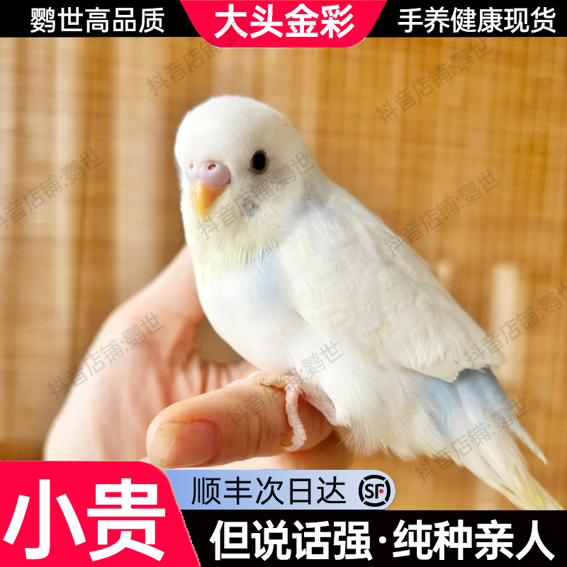 【纯手养】活体虎皮鹦鹉活鸟活物小鸟活鸟会学说话的鸟类宠物首发6