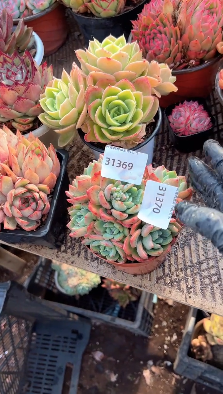 棒*谭多肉植物一物一拍31370