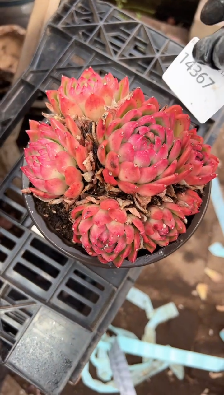 童*多肉植物一物一拍14367