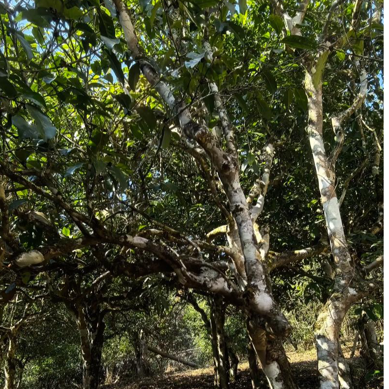 熟茶【墨江凤凰 · 凤玉凰】2020年原料  普洱熟茶