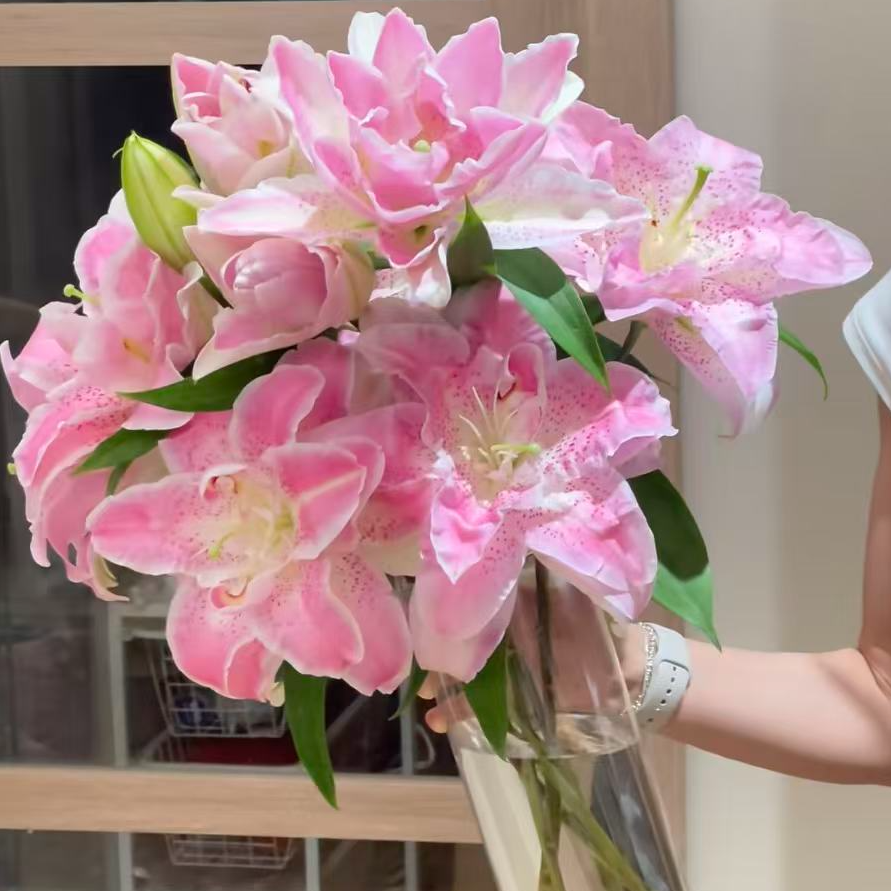 进口百合种球盆栽地栽花卉 多年生好种好养