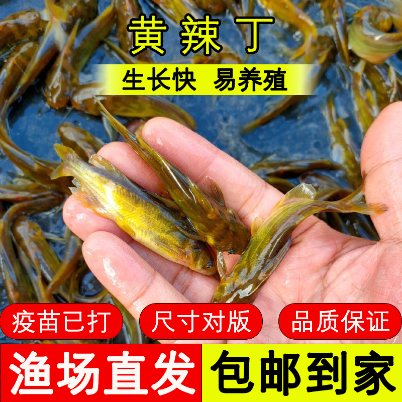 活体鱼四川黄颡鱼观赏水族淡水饲养
