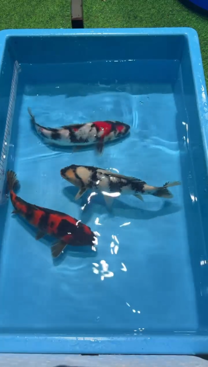 锦鲤红白大正昭和白写绯写