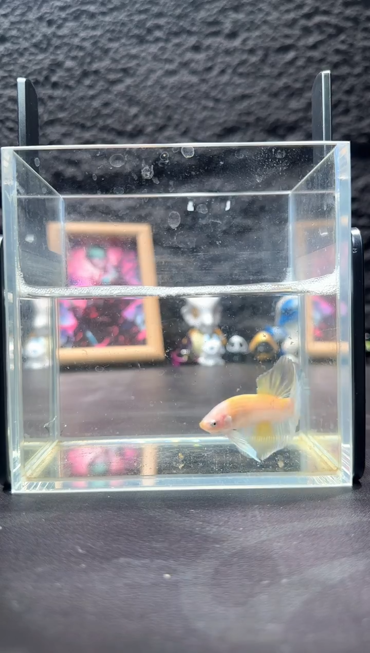 斗鱼十二月三十号