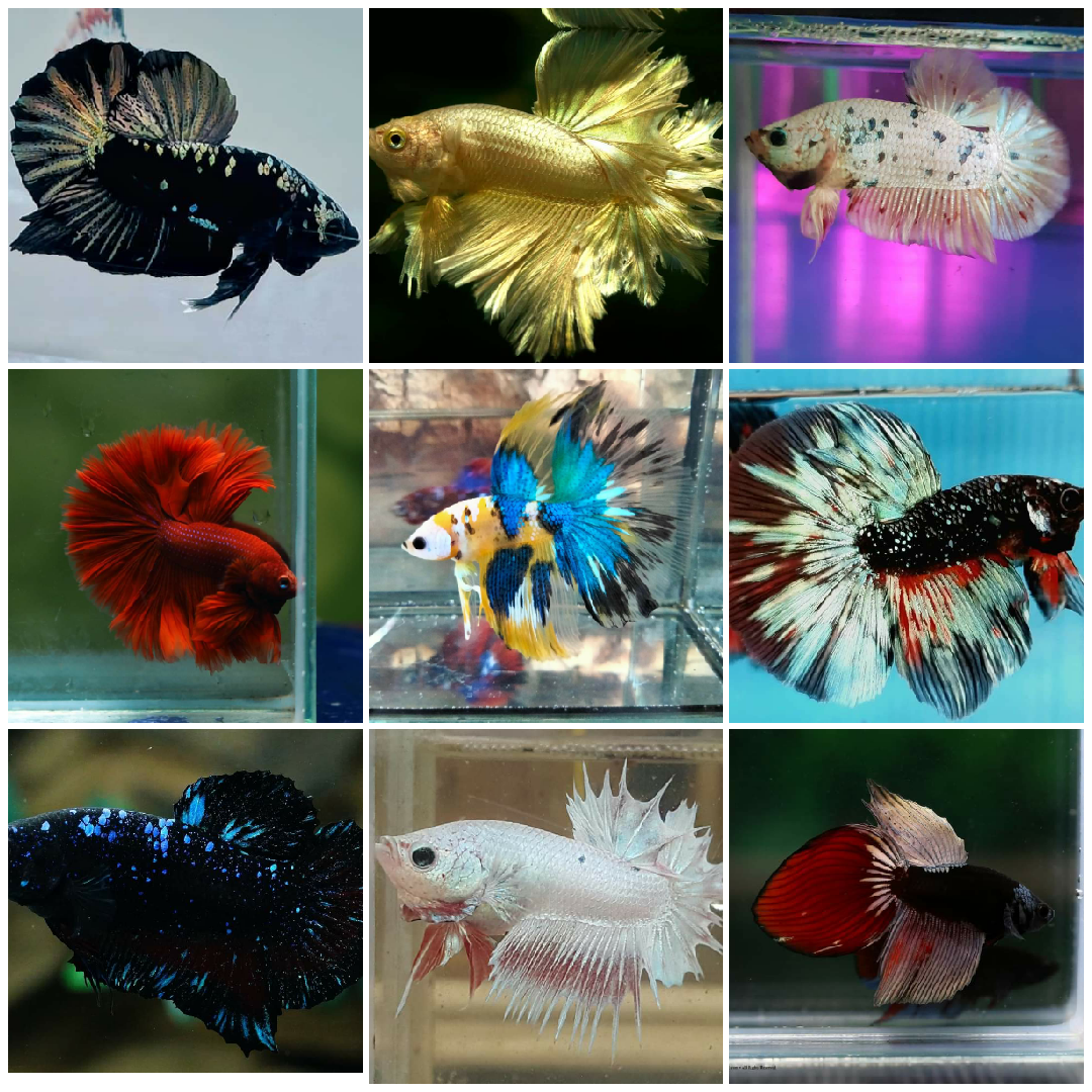 【高端混合】纯高端鱼红金彩金万兰达等打底超稀有鱼公母随机不包损