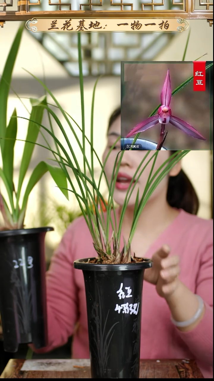 完全开放春兰红豆