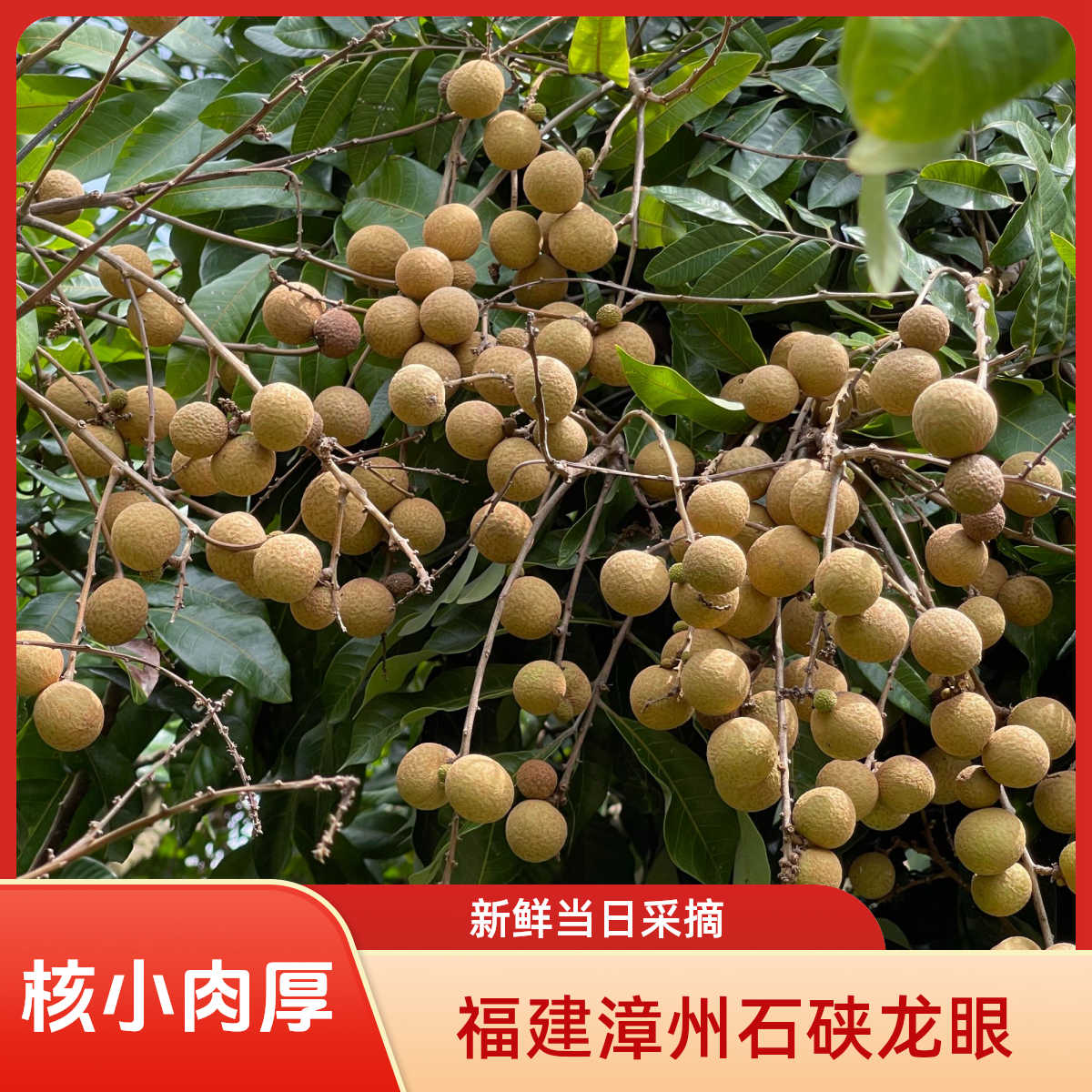 【石硖龙眼5斤装】正宗石硖龙眼当季清甜多汁果现摘现发水果整箱
