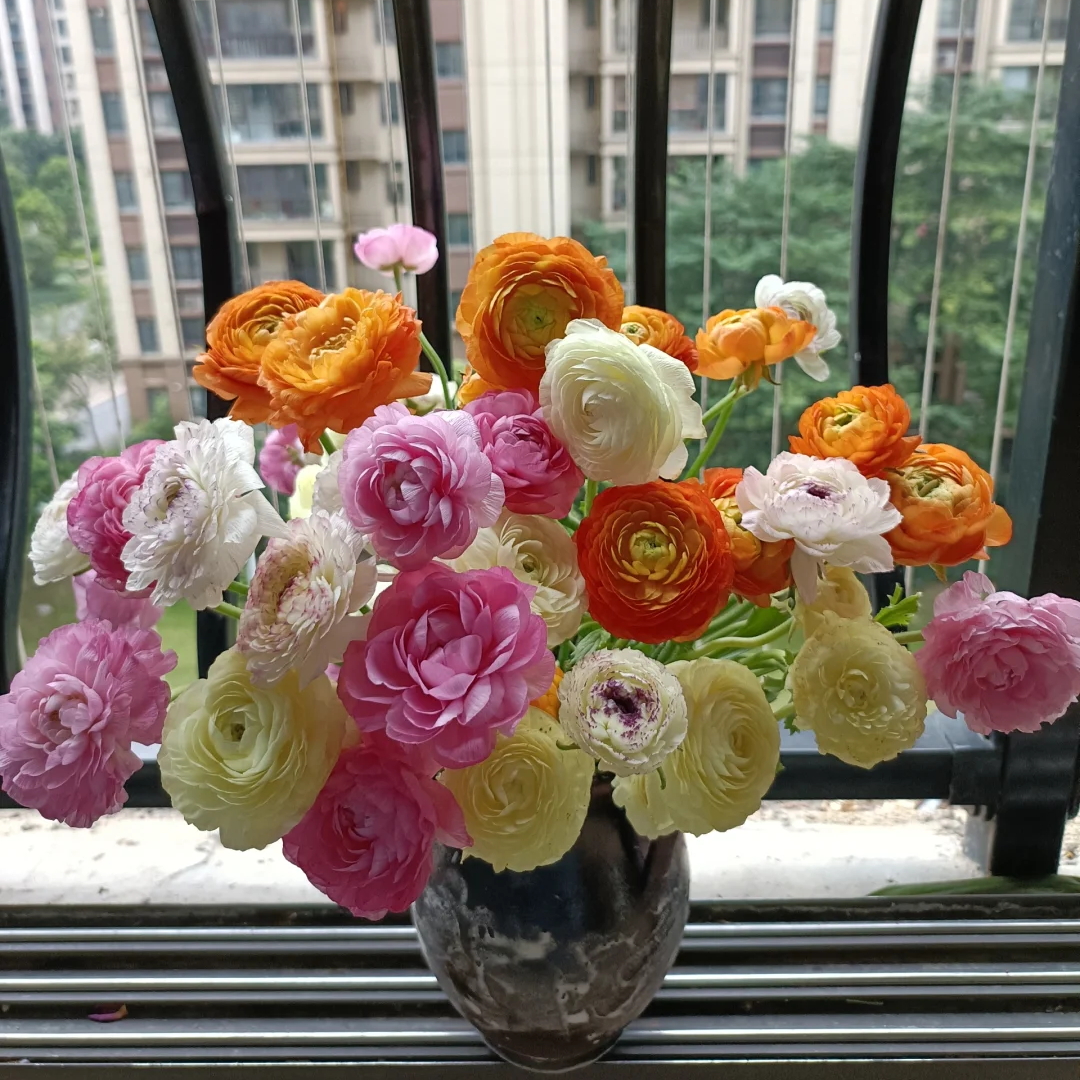 【全疆京东包邮】混色洋牡丹一把（拍一发二，5枝不售后）