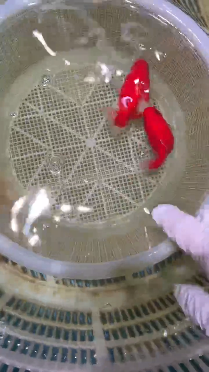 金鱼2单包邮  售后开箱视频