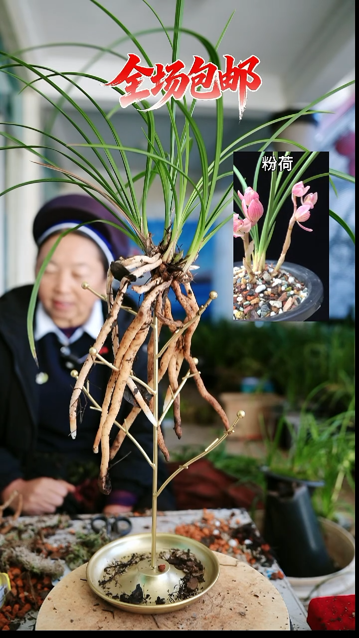 当前无花栽培后可以开花粉荷