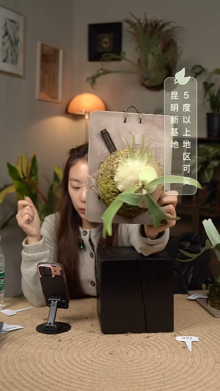 不开花植物V021-野银101孢子苗