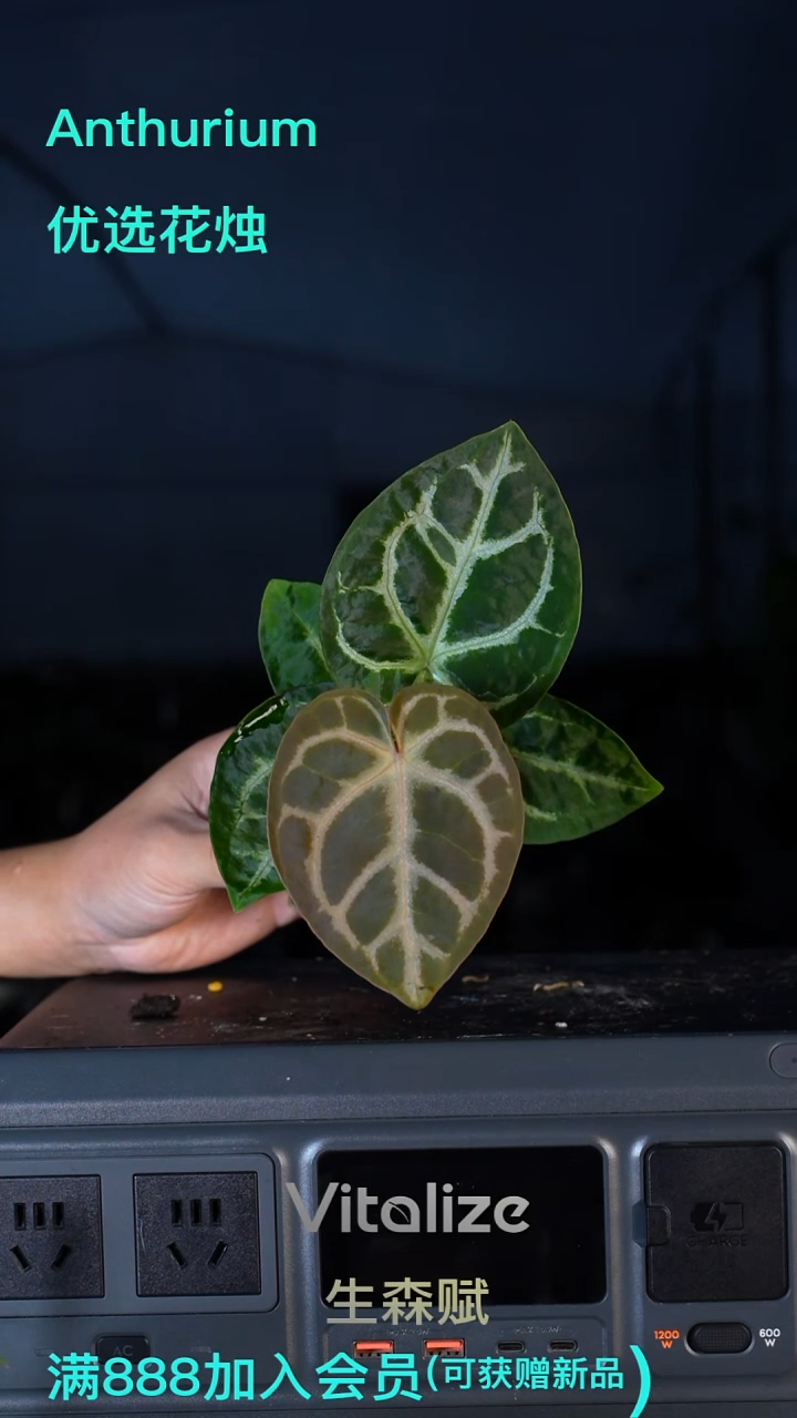 完全开放灰杂粗脉银