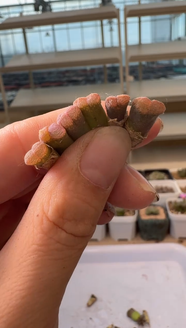 24-111多肉植物肉锥