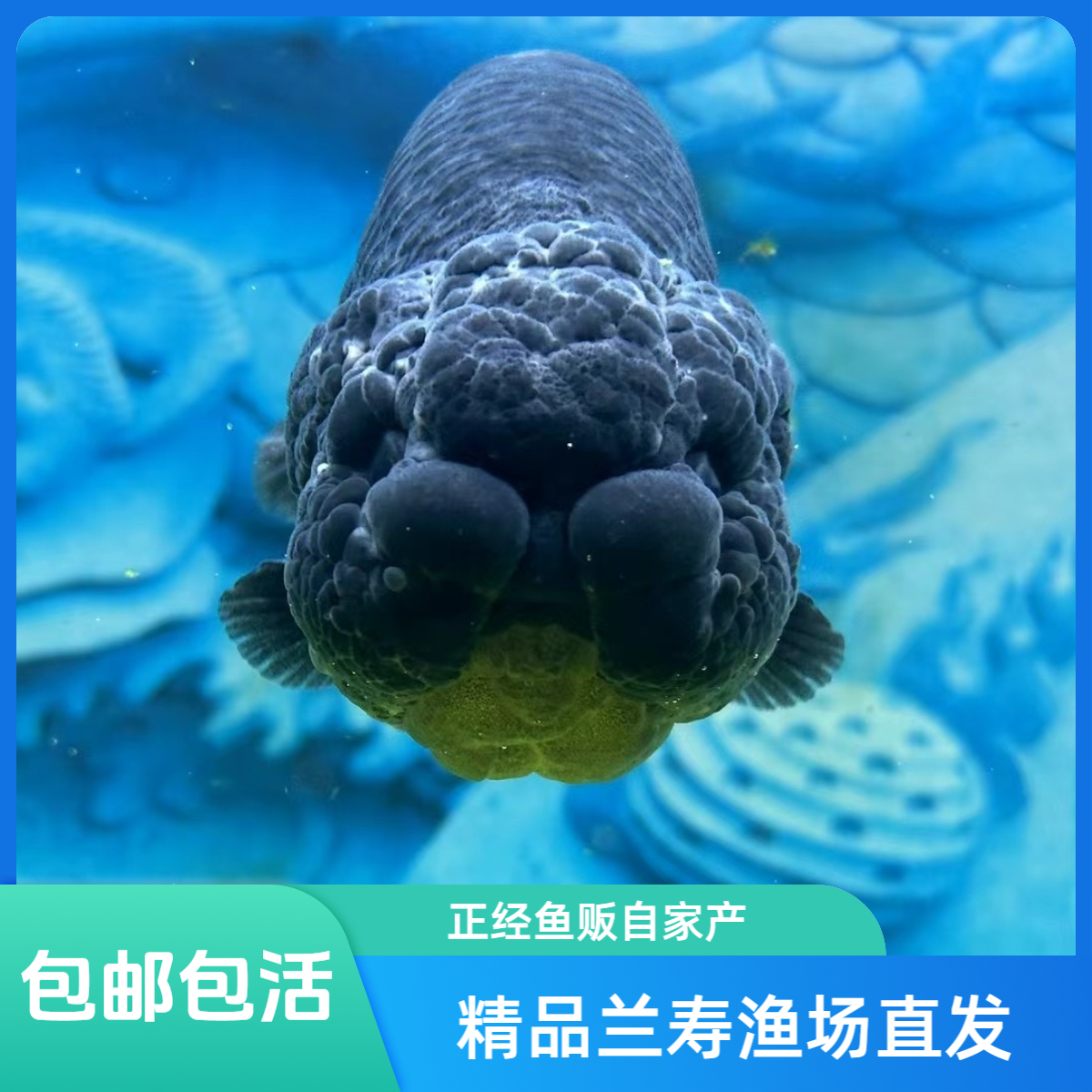 自家产 种气稳定 精品兰寿 渔场直发