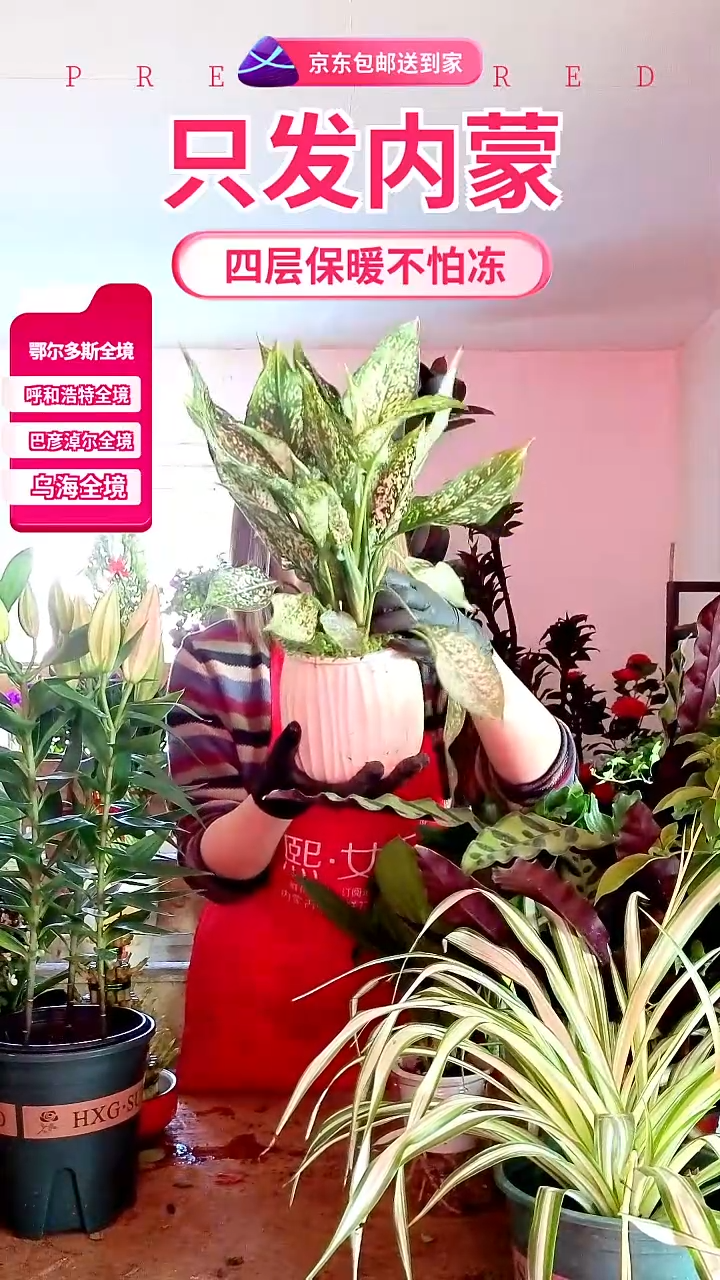 完全开放翡翠皇后水培