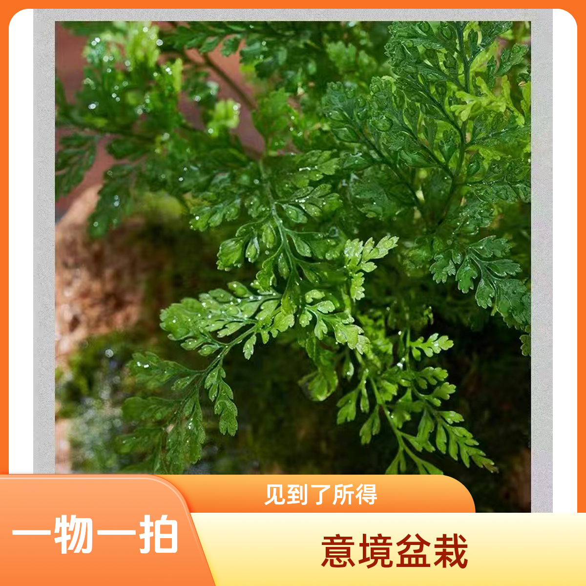 意境吸水石盆栽绿植吸水石盆景，一物一拍，所见即所得流泉枫植物