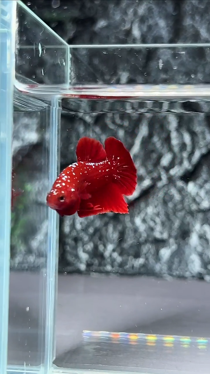 斗鱼竞拍链接A074