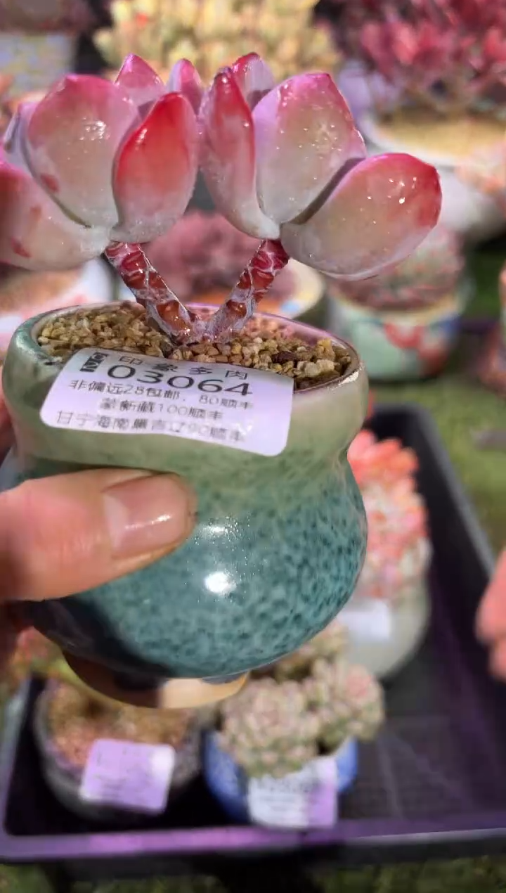 【闪购商品】03064