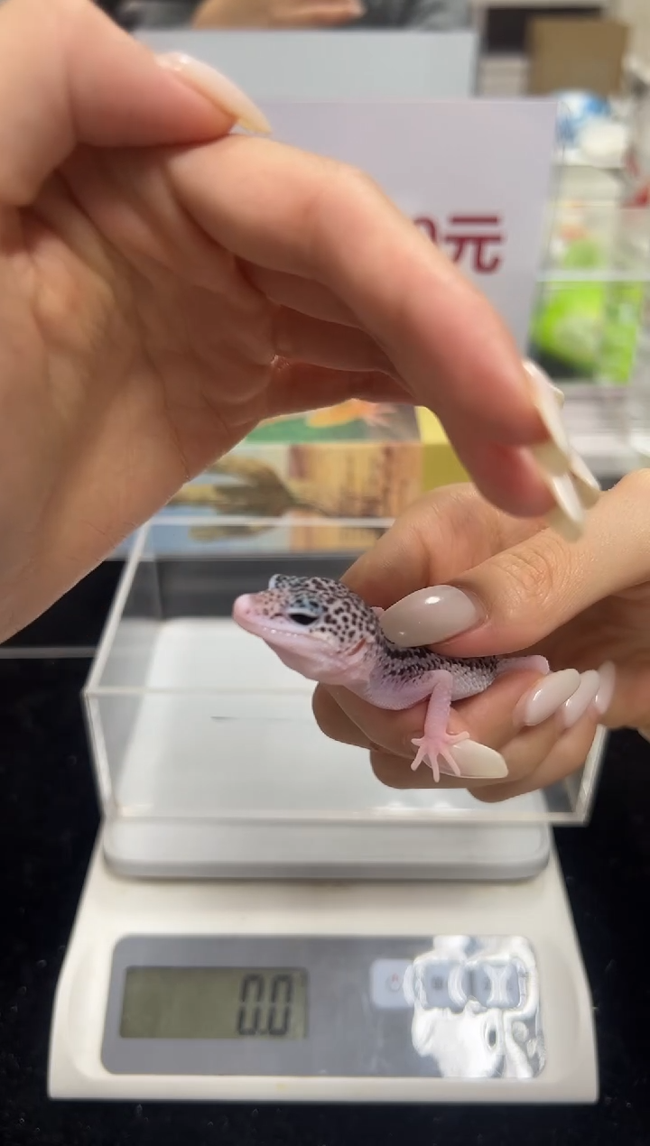 豹纹守宫025豹纹守宫