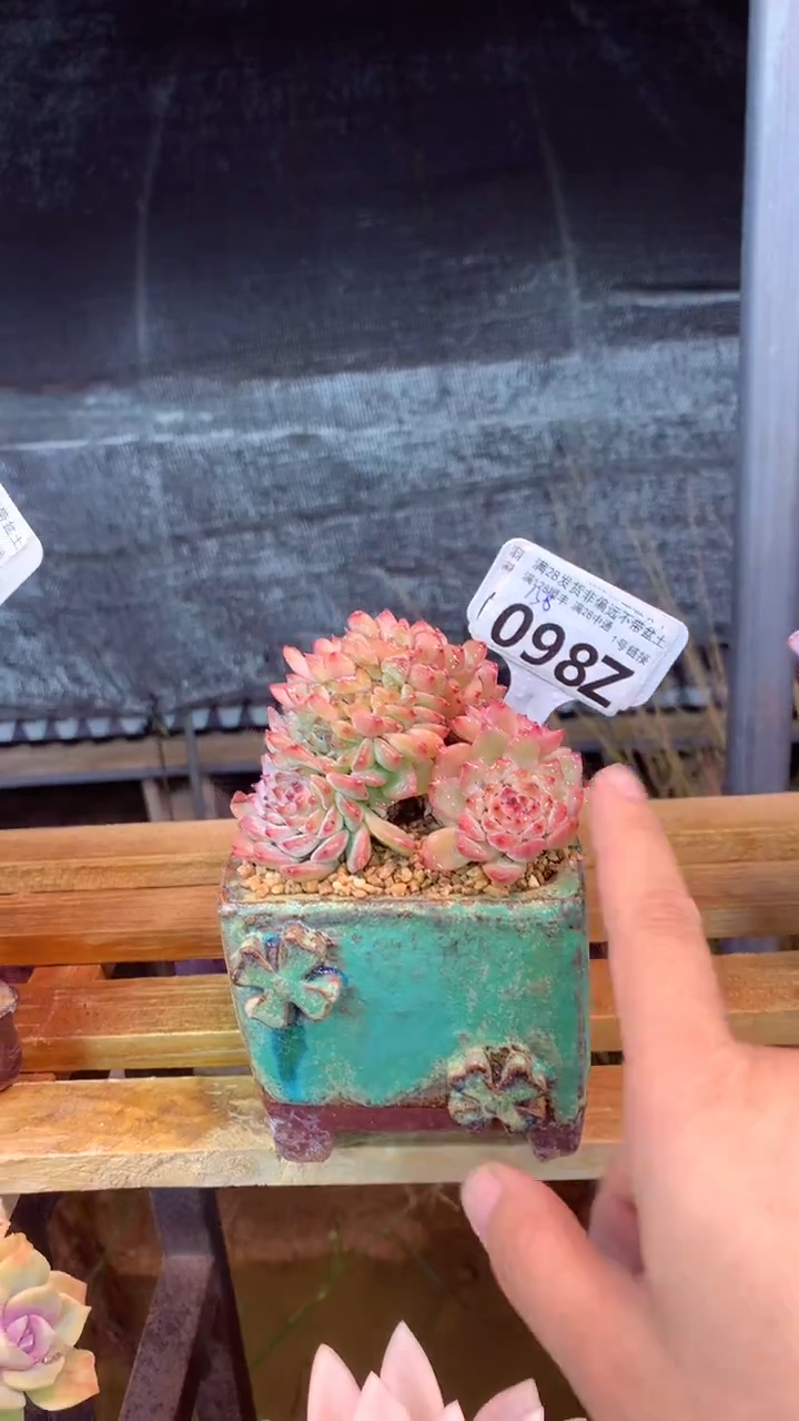 098Z（一物一拍实付满28发货，默认不带盆土）