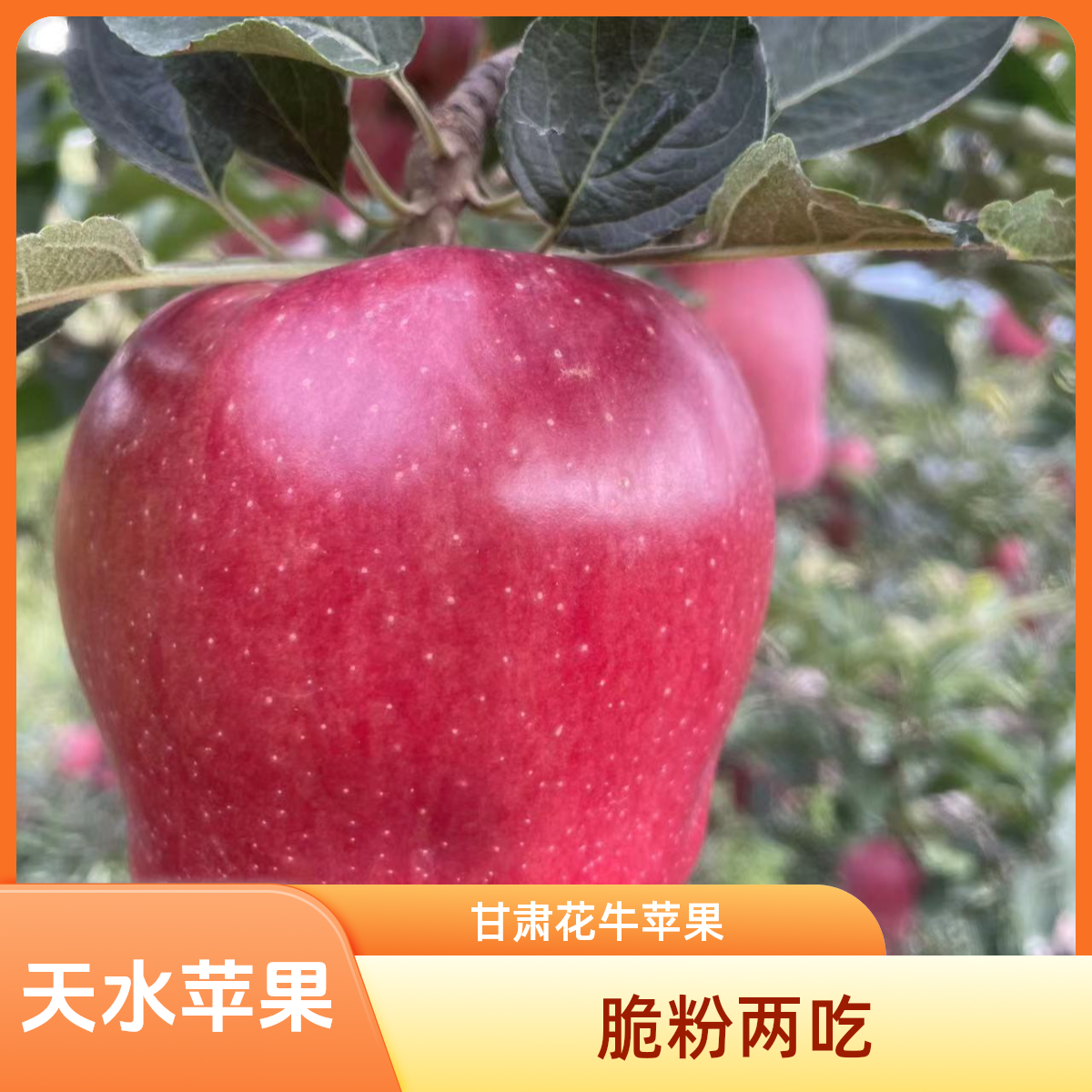 中果单果重（4-6两）大果单果重（5-8两）甘肃天水花牛苹果（蛇果)